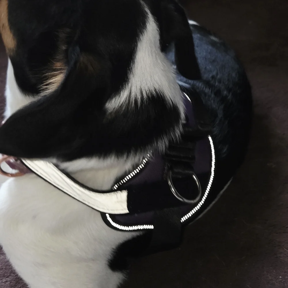 Purple Dog Training Harness with Patches xs NWT k9